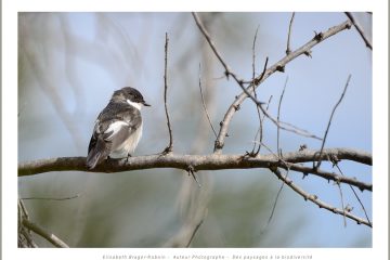 gobemouche noir