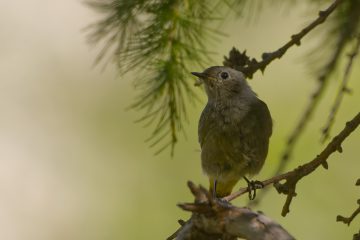 Comme son nom l'indique, l'Accenteur Alpin habite la montagne notamment les moraines glaciaires situées à plus de 1600 m d'altitude. Le rougequeue noir vient lui aussi de la montagne pour descendre en plaine.